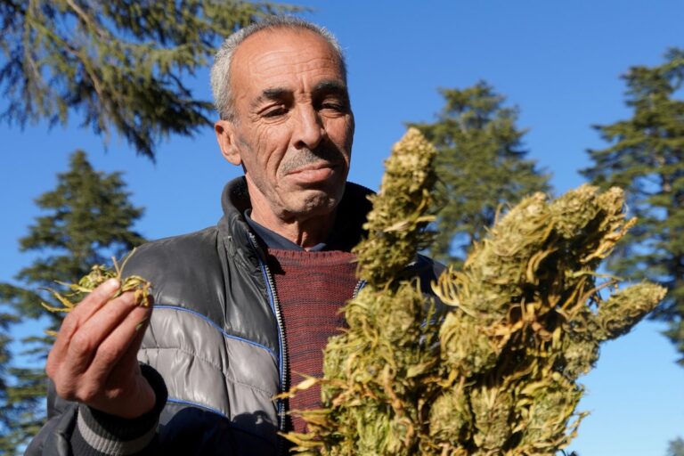 مع ازدهار الحشيش القانوني في المغرب، لا تزال السوق السوداء في البلاد هي المهيمنة